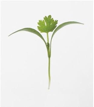 Cilantro Seeds (Coriandrum sativum) 20 Seeds