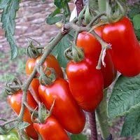 Tomato Seed San Marzano by Stonysoil Seed Company