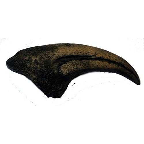Acrocanthosaurus Dinosaur Hand Claw Fossil Replica, 4.5 Inches