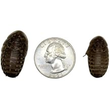 Dubia Roaches 25 Large