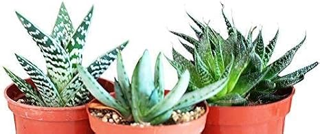 jmbamboo-3 Different Aloe Plants - Easy to Grow/Hard to Kill! - 3"Ceramic Pots