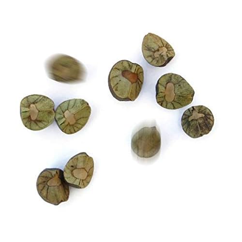 30 Live Mexican Jumping Beans: 6 Cases With 5 Beans In Each Case