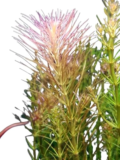 Rotala Wallichii Aquatic Plant - Vibrant Freshwater Stems - 1/3/5 Bunch Pack Options (1 Bunch)