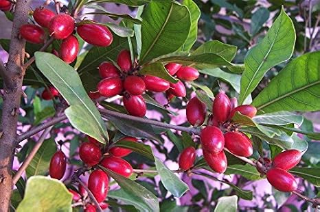 Miracle Fruit Plant (Tree) Synsepalum dulcificum USA