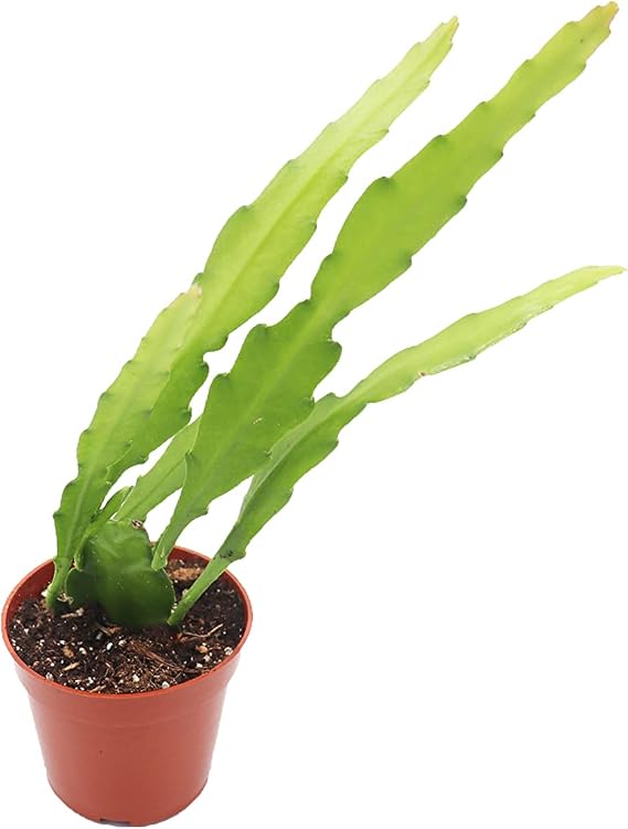 Golden Orchid - 4'' from California Tropicals
