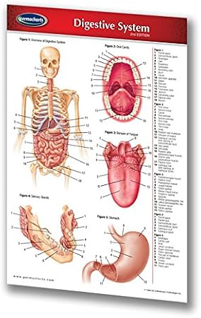 Digestive System Guide - Pocket Chart - Medical Quick Reference Guide by Permacharts