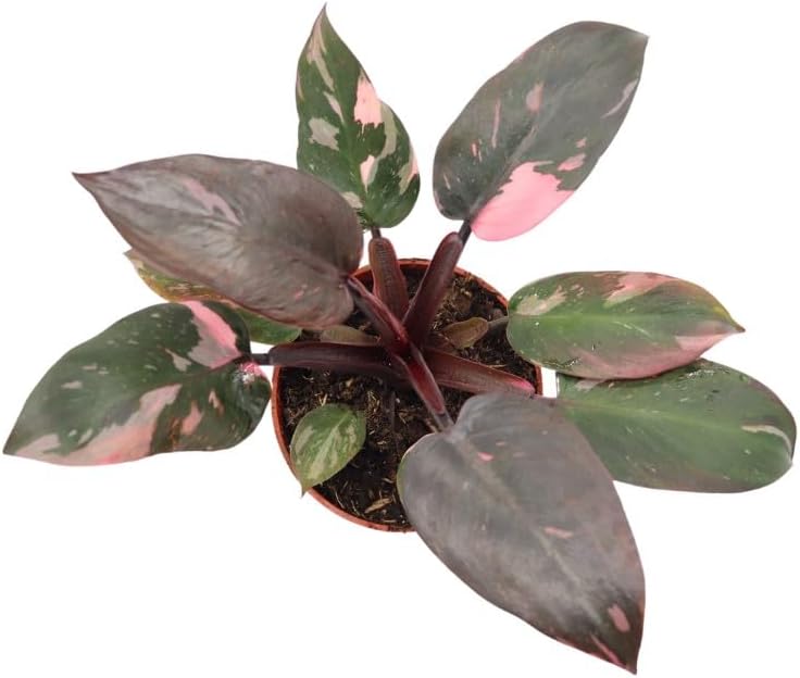 Rare Philodendron Pink Princess Tropical House Plant, High Variegation