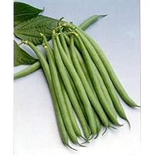 Haricot Verts Petite Filet- Green Bean Seeds- 30+ Seeds by Ohio Heirloom Seeds