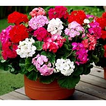 Perennial Bloom Flower Seeds Heirloom Non-GMO Geranium Mix 10+ Seeds Flowers Planting for Outdoor Indoor Potted Plants