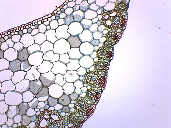 EISCO Monocot & Dicot Leaf Composite, Cross Section - Prepared Microscope Slide - 75 x 25mm - Biology & Microscopy