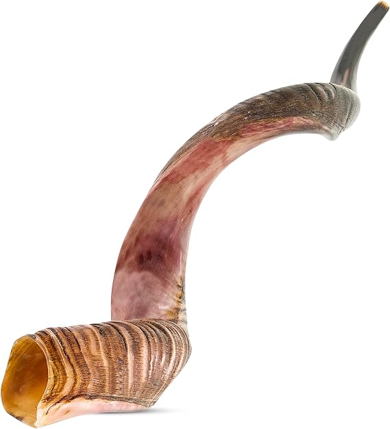 YOMTOV-SHALOM Kosher Kudu Shofar from Israel | Shofar's King | Size 40 inch (101 cm)