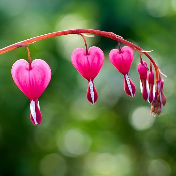 2 Pink Bleeding Heart Bare Root Flower Bulb Collection - Unique Flower, Sprout Beautiful Heart Shaped Blooms - Easy to Grow Perennials - Attracts Butterflies, Bees & Hummingbirds