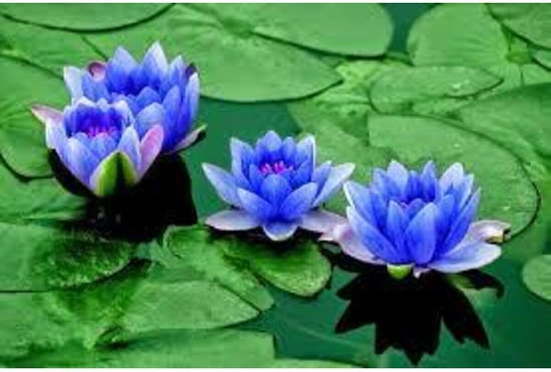 5 Adet Tohum Nadir Bulunan Mavi Lotus Çiçeği Tohumu Lotus Su Çiçeği Tohumu Nilüfer Çiçeği Tohumu, 990786765454ggbg