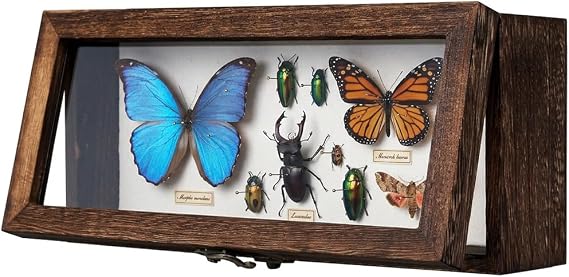 Shadow Box 5" x 12.5", Solid Wood Box Frame with Linen Background and 10 Solid Wood Pins, 2 Hanging Designs, Memory Display Case for Wedding Bouquet Memorabilia Medals Photos Keepsakes, Dried Flowers