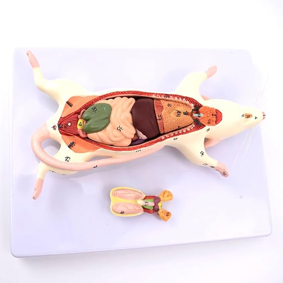 Human Anatomy Cube,Anatomically Medical Model, Skull Model Skeleton Anatomy Model,Rat Anatomy Model White Mouse Internal Organ Structure Anatomy Biology Teaching Experimental Animal Anatomical Husband