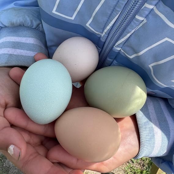 12 Fertile Chicken Hatching Eggs - Ready to hatch in just 21 days - Acosta's Farms