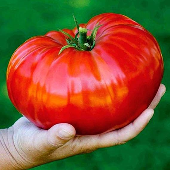 Seeds Giant Tomato Russian Hercules Red Beefsteak Heirloom Vegetable Non GMO