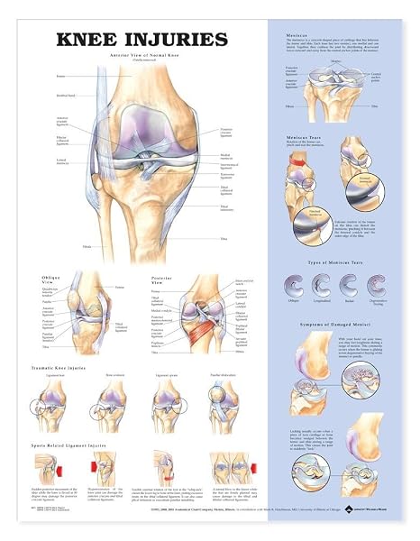 Anatomical Chart Company Knee Injuries Anatomical Chart
