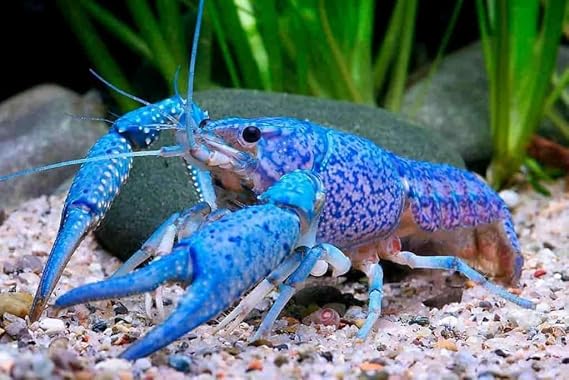 Live Crayfish Live Lobster Live Electric Blue Lighting Crayfish Lobster Crawdad