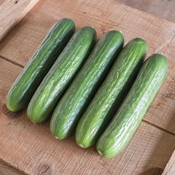 Katrina F1 Hybrid Cucumber Seeds (45 Seeds) Seeds for Planting, Farm, Growing in Garden, Greenhouse, Vegetable, Fruit