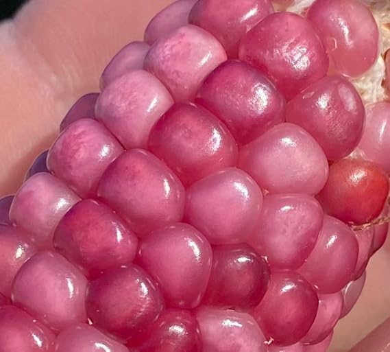 Neon Pink Popcorn Corn Heirloom Premium Seeds for Planting Packet + More