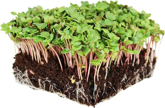 Mountain Valley Seed Co China Rose Radish Sprouting Seeds 1 Lb Bulk