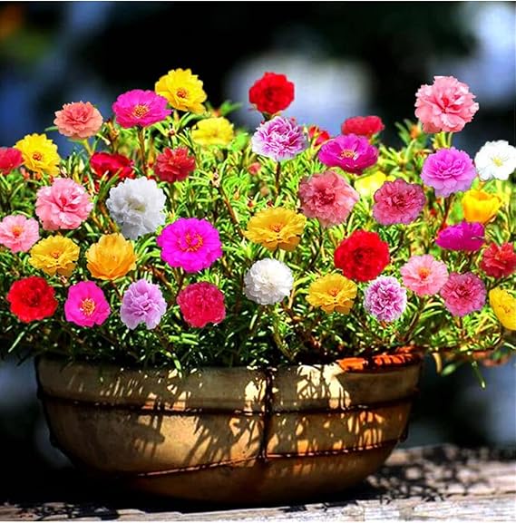 Seeds Moss Rose Mix Portulaca Annual Flowers