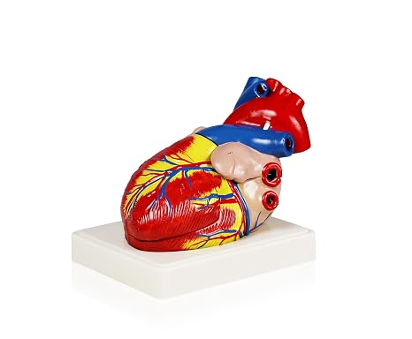 Parco Scientific PB00070 Human Heart Model | 3 Parts, 3X Life Size | Shows External and Internal Anatomy Detail with Ventricles, Atria, Valves, Veins and Aorta | Labelled Diagram Included