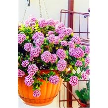 Loya Hoya Çiçeği Springtime, Uzayan Sarkan Cins, Minik 5.5cm