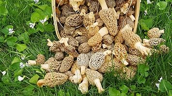 Morel Mushroom Spore Grow Kit