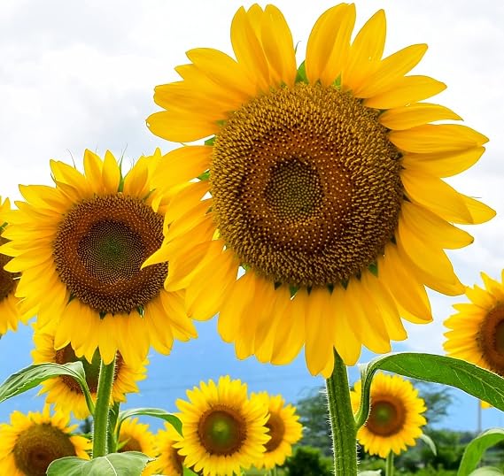 Large Mammoth Grey Stripe Sunflower Seeds for Planting (Helianthus annuus) These Giant Sun Flowers Attract Hummingbirds, Bees and Butterflies (Pollinators) Bulk (1,000 Seeds)