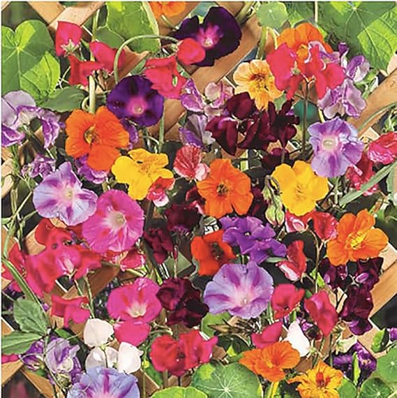Marde Ross & Company Climbing Vines Seeds, Colorful Mixture