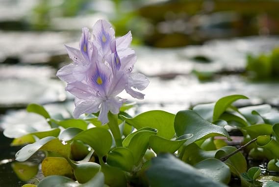 : (1) Water Hyacinth (1) Water Lettuce Floating Pond Plants for Water Gardens & Aquariums. (1) Free ludwigia with Purchase