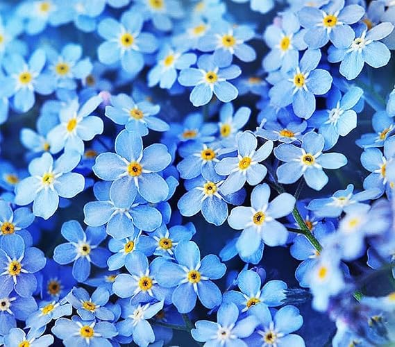 Forget Me Not Seeds - 500 Flower Seeds - Perennial Ground Cover Seed for Tulips and Other Bulbs - Bulk Flowering Ground Cover - Grown in the USA