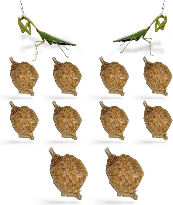 USMANTIS Chinese Praying Mantis Ootheca Egg Cases Pack of 10 | Supports STEM learning and natural gardening with each case producing up to 400 baby nymphs for educational projects.