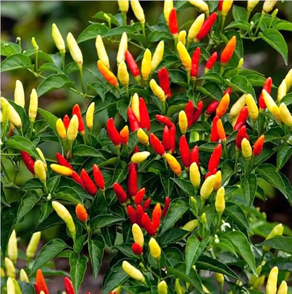 100PCS Tabasco Pepper Seeds Non-GMO Heirloom Seeds
