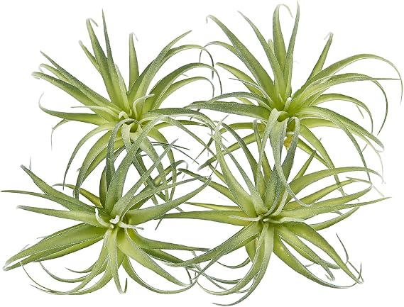 Fake Artificial Tillandsia Air Plants, 4pcs Flocked Green Faux Bromeliads for Home Decor Realistic Stems (Medium)