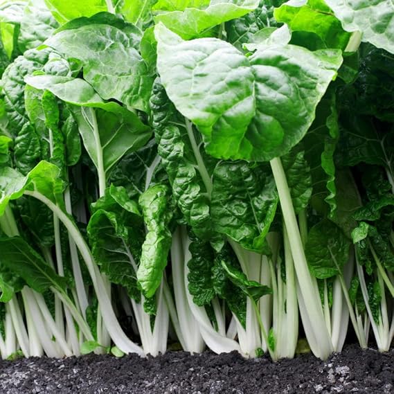 500 Fordhook Swiss Chard Seeds Heirloom - Non-GMO, Open Pollinated, US Grown Seed