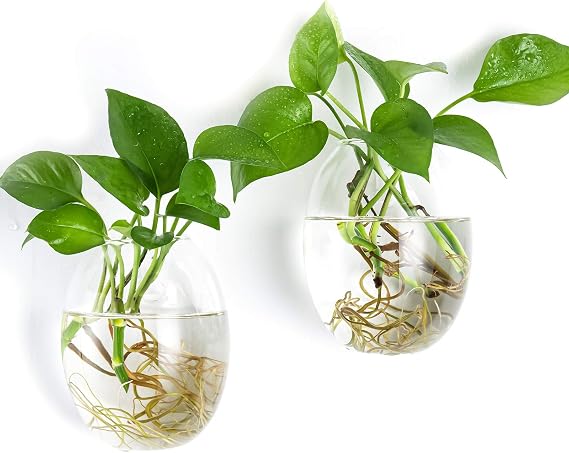 Kingbuy Egg Shaped for Propagating Hydroponic Plants 2 Pack Wall Planter