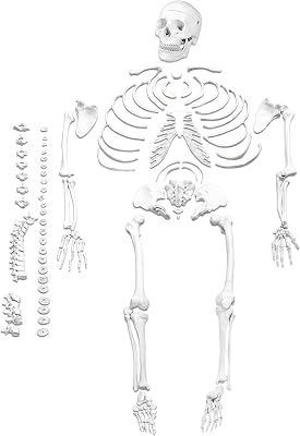 Vision Scientific VAS220-A Life Size, Total Disarticulated Human Skeleton | Bones & Osteological Features Numbered for Identification | 3-Part Skull | Key to Numbered Structures W Manual