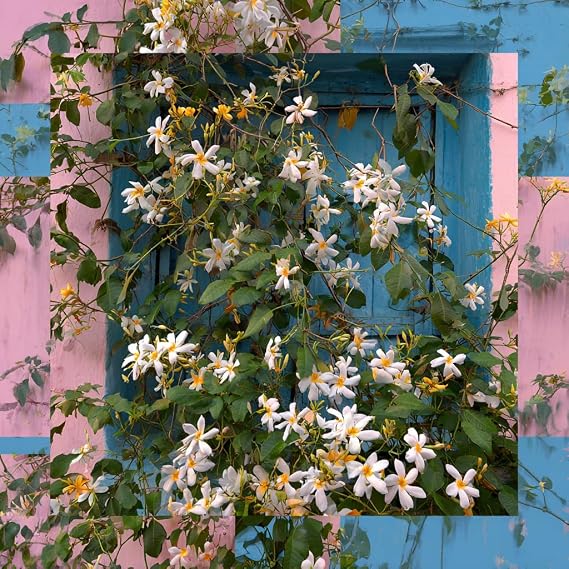 3 Jasminum officinale (Common Jasmine, Poet's Jasmine) in 3.5 inch pots