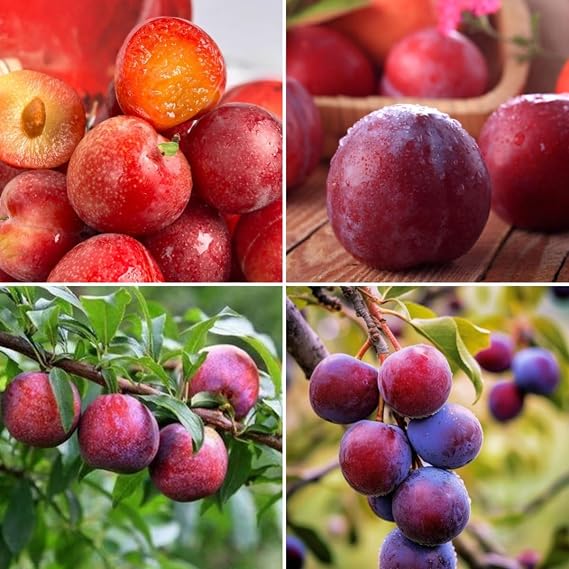 Plum Tree Seeds (Prunus salicina) 150pcs - Non-GMO Heirloom Fruit Tree, Sweet Juicy Fruits & High Yield, Easy Growing for Garden