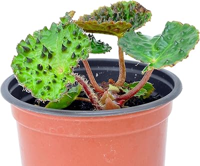 Begonia Ferox, Fierce Begonia, Houseplant, Rare Plant with Dramatic Black-Red Spikes That Develop on Leaves as They Mature, ContainerSize: 3 2.6x3.5