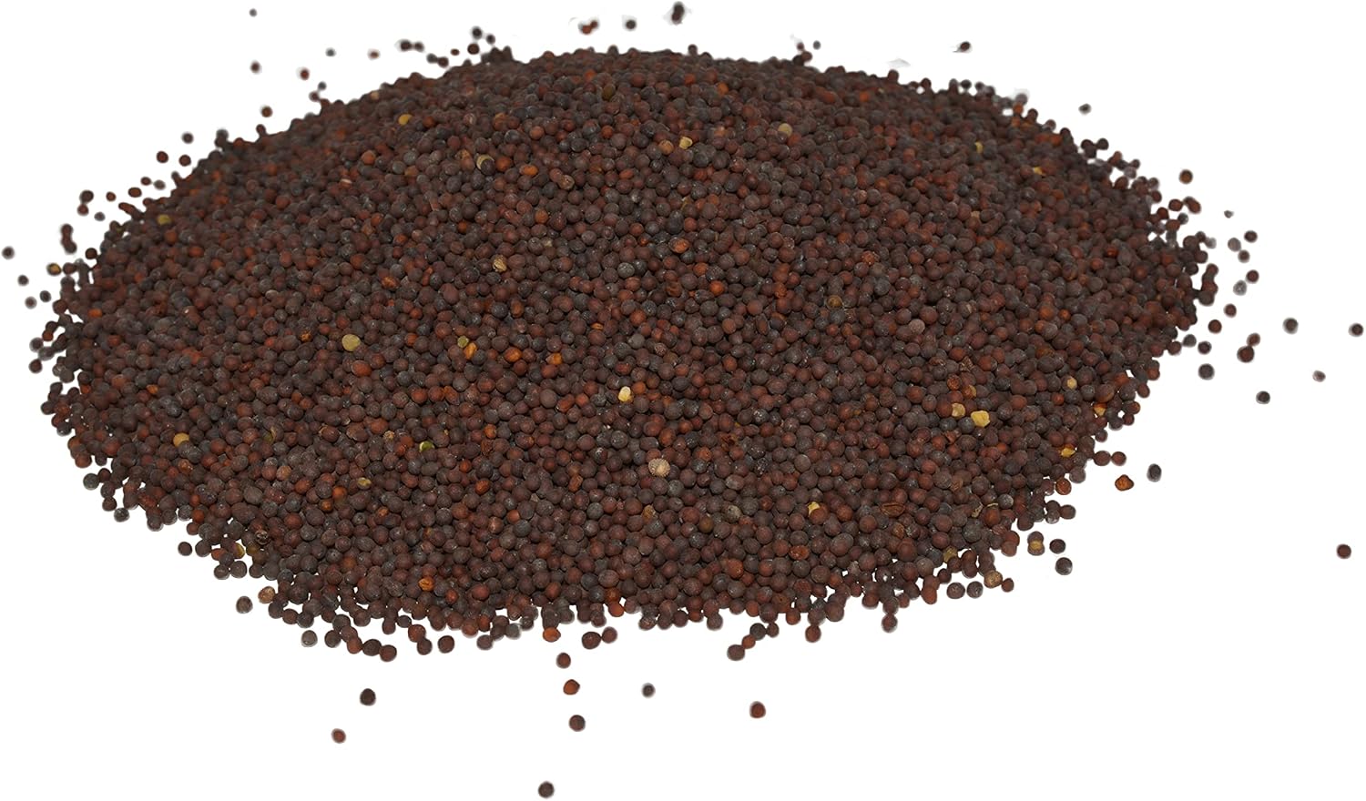 Hancocks Broadleaf Mustard Seed - 10 lbs