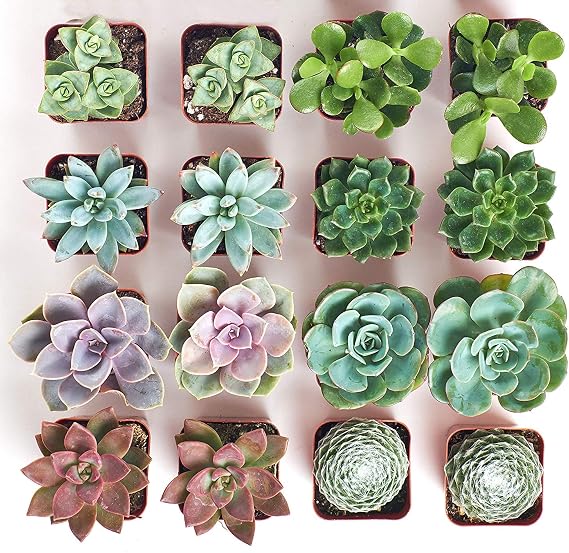 Shop Succulents Gardener's Live | Hand Selected for Health, Size | Mini, Collection of 16