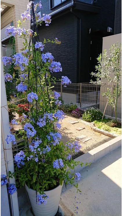 Gardenbox Mavi Yasemin Sarmaşık Çiçeği, Kurşunkök Bitkisi, 30-50 cm, 1 Adet Saksılı