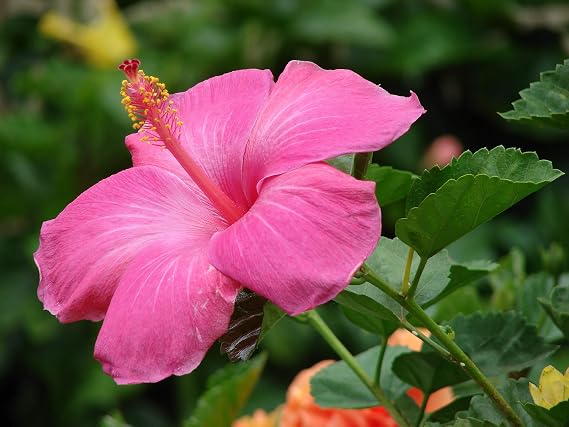 Hawaiian Exotic Pink Hibiscus Cutting 4 Pk K4r