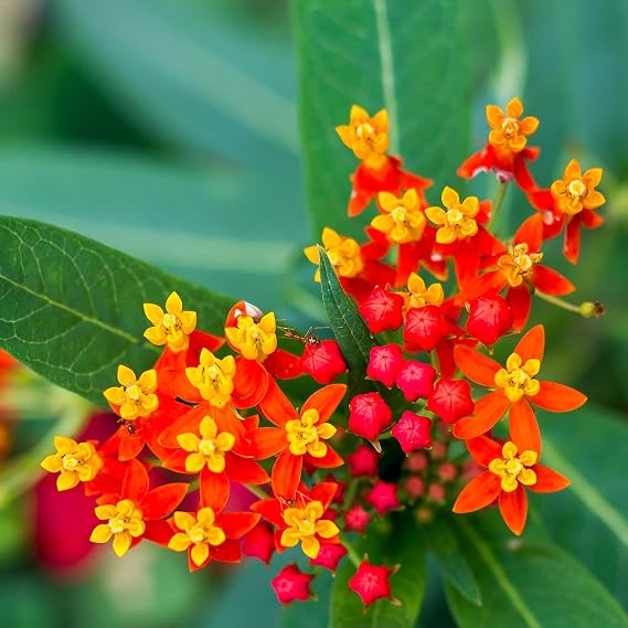 Eden Brothers Bloodflower/Sunset Flower Seeds