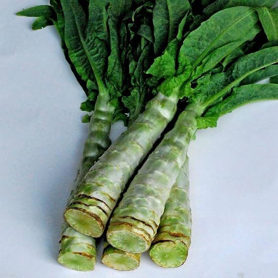 Kitazawa Seed Co Lettuce Seeds Summer 38 Celtuce 2 g Non-GMO Heirloom | Packet ~1332 Seeds - Vegetable Garden