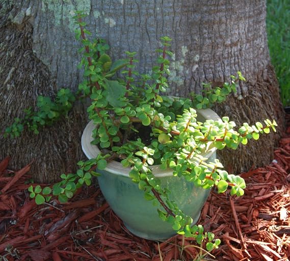 Elephant Bush - Portucalaria Afra Solid Green Bonsai Mini Jade Tree Plant
